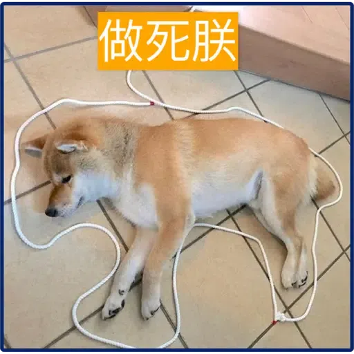 柴犬 - Sticker 7