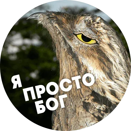 Птицы тупицы - Sticker 7
