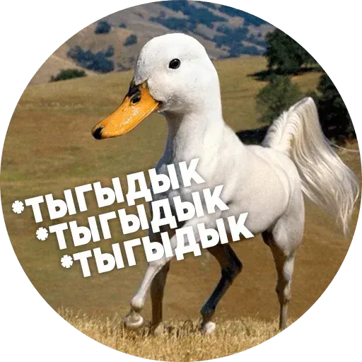 Птицы тупицы - Sticker 6
