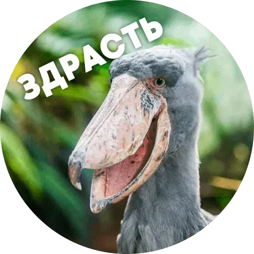 Птицы тупицы - Sticker 4