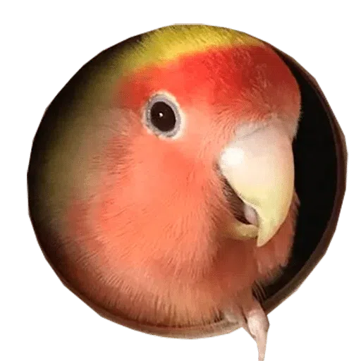 Birds - Sticker 5